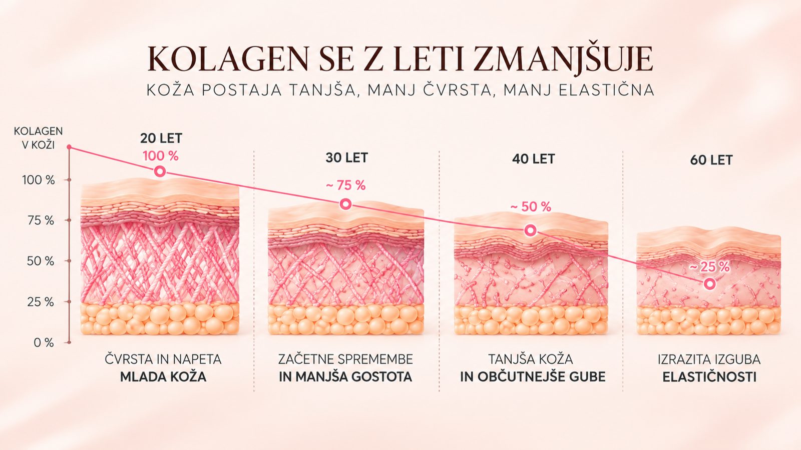 Kolagen se z leti zmanjšuje – prerez kože pri 20, 30, 45 in 60 letih (iz brošure)