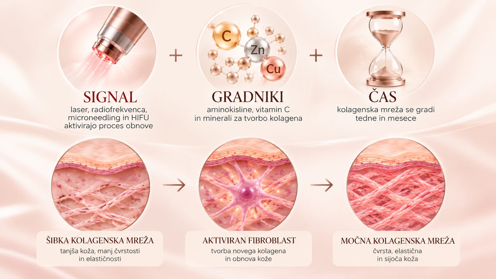Signal · Gradniki · Čas → šibka mreža → aktiviran fibroblast → močna kolagenska mreža (iz brošure)
